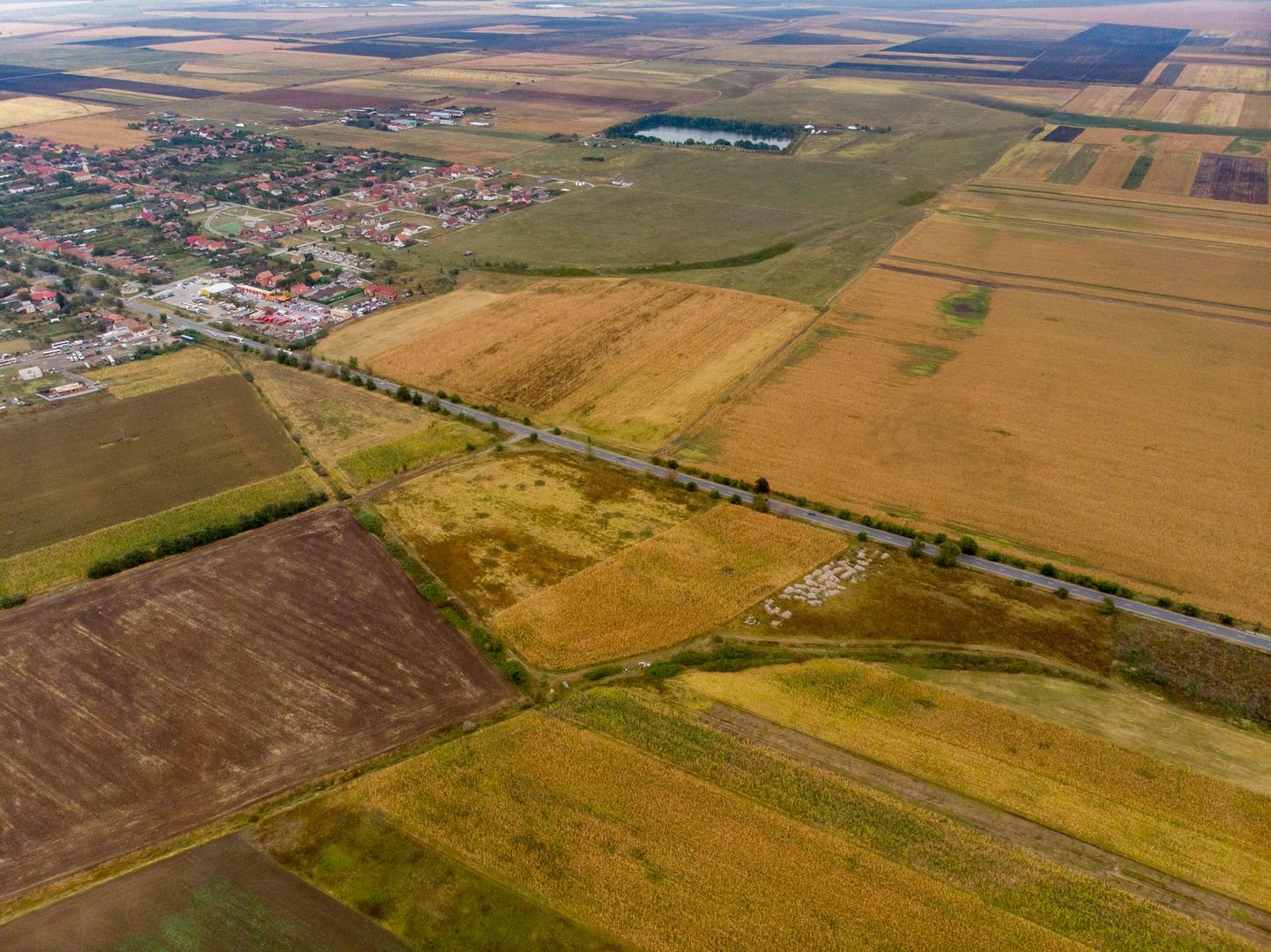 Teren de 19798mp în Zimandu Nou - Poză 11