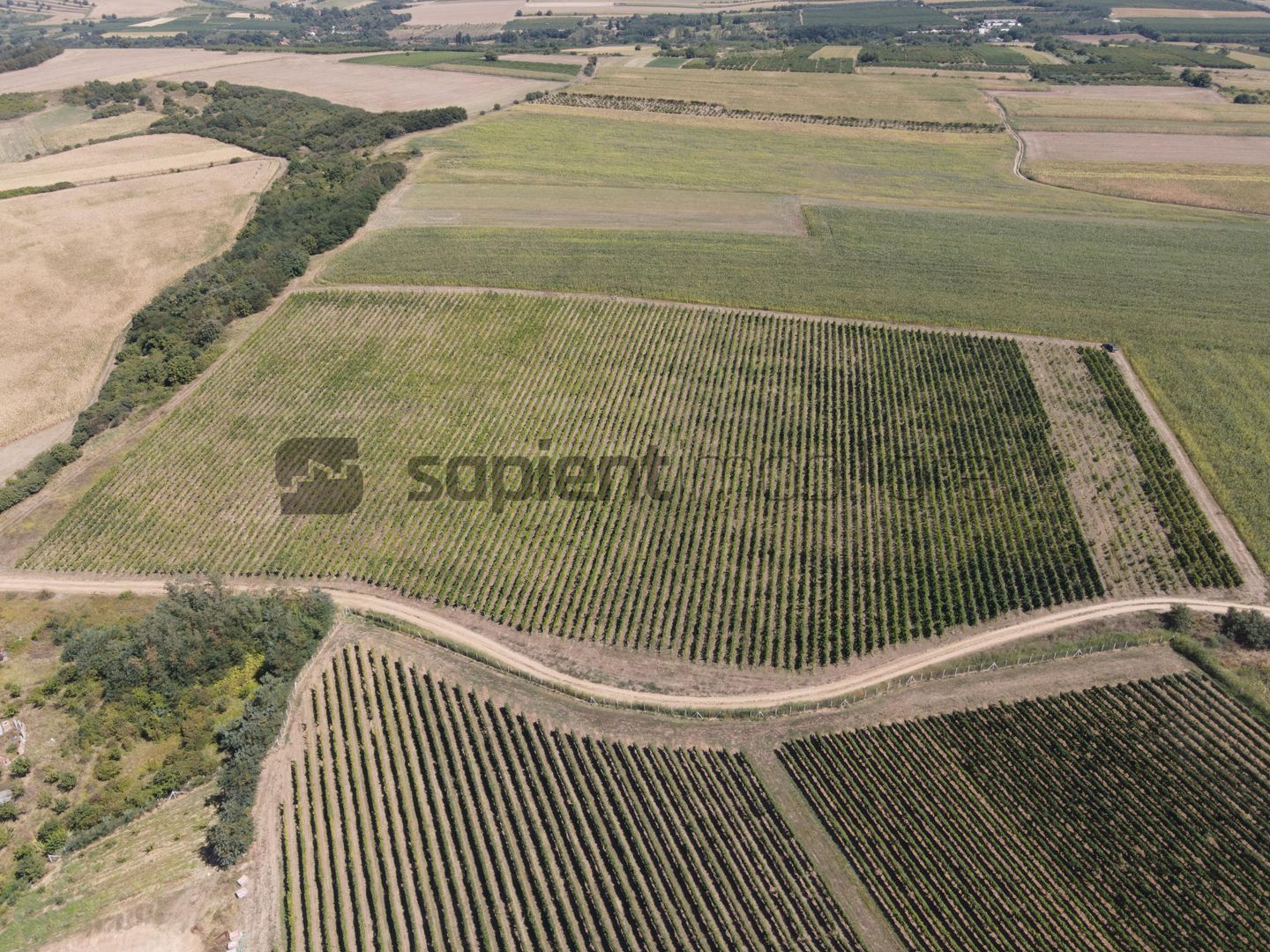 Sapient | Teren cu plantație de vie în loc. Diosig, jud. Bihor - Poză 3