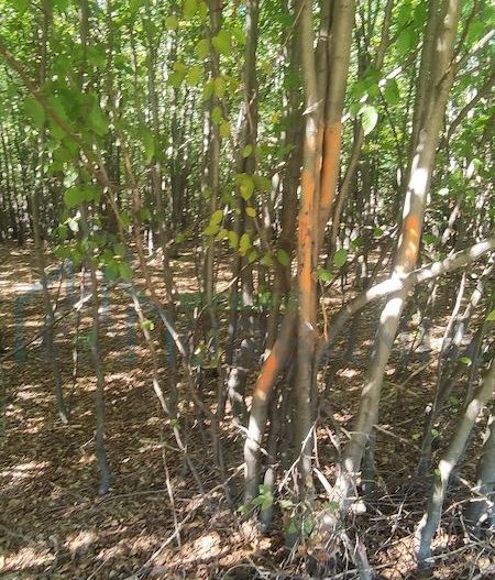 Teren forestier de vânzare, 1 ha, județul Neamț, comunele Rediu Borlești, OS Tazlău - Poză 2