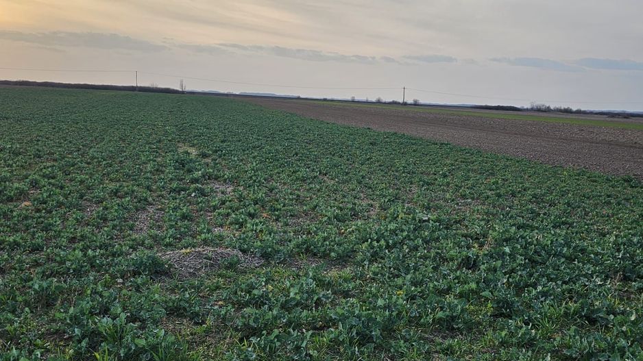 Teren 21600 mp in apropiere de Autostrada Transulvania - Poză 6