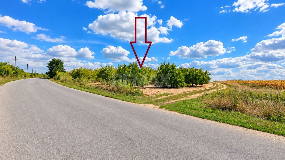 LIVADĂ DE NUCI – 24,5 HA | ȚÎNȚĂRENI, ANENII NOI - Poză 2