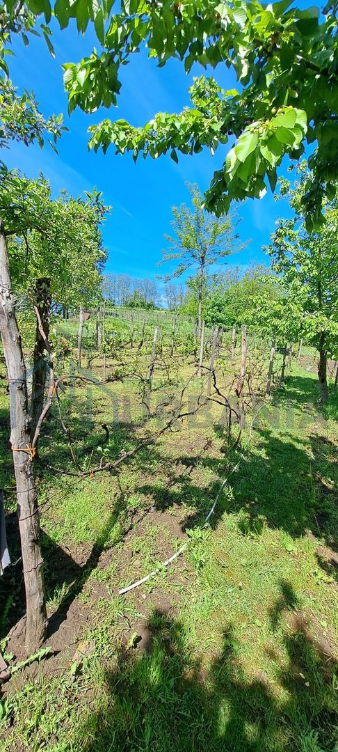 Casă tradițională în sat Bohotin, comuna Răducăneni – 40.000 EUR - Poză 4