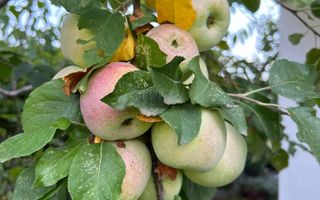 Vila de vanzare in Tunari I Gata de mutat I 4 camere I 5 parcari - Poză 54