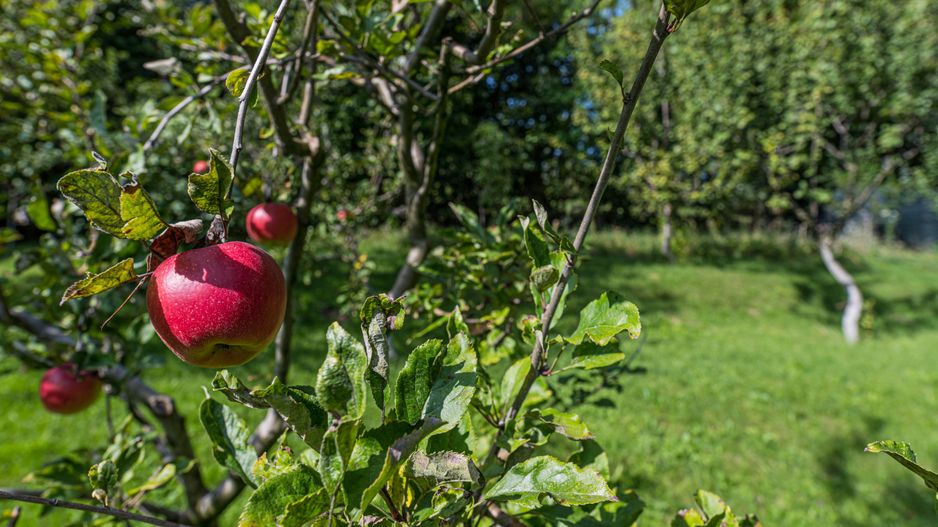 Vila de lux,  de inchiriat! Drumul Poienii! - Poză 41