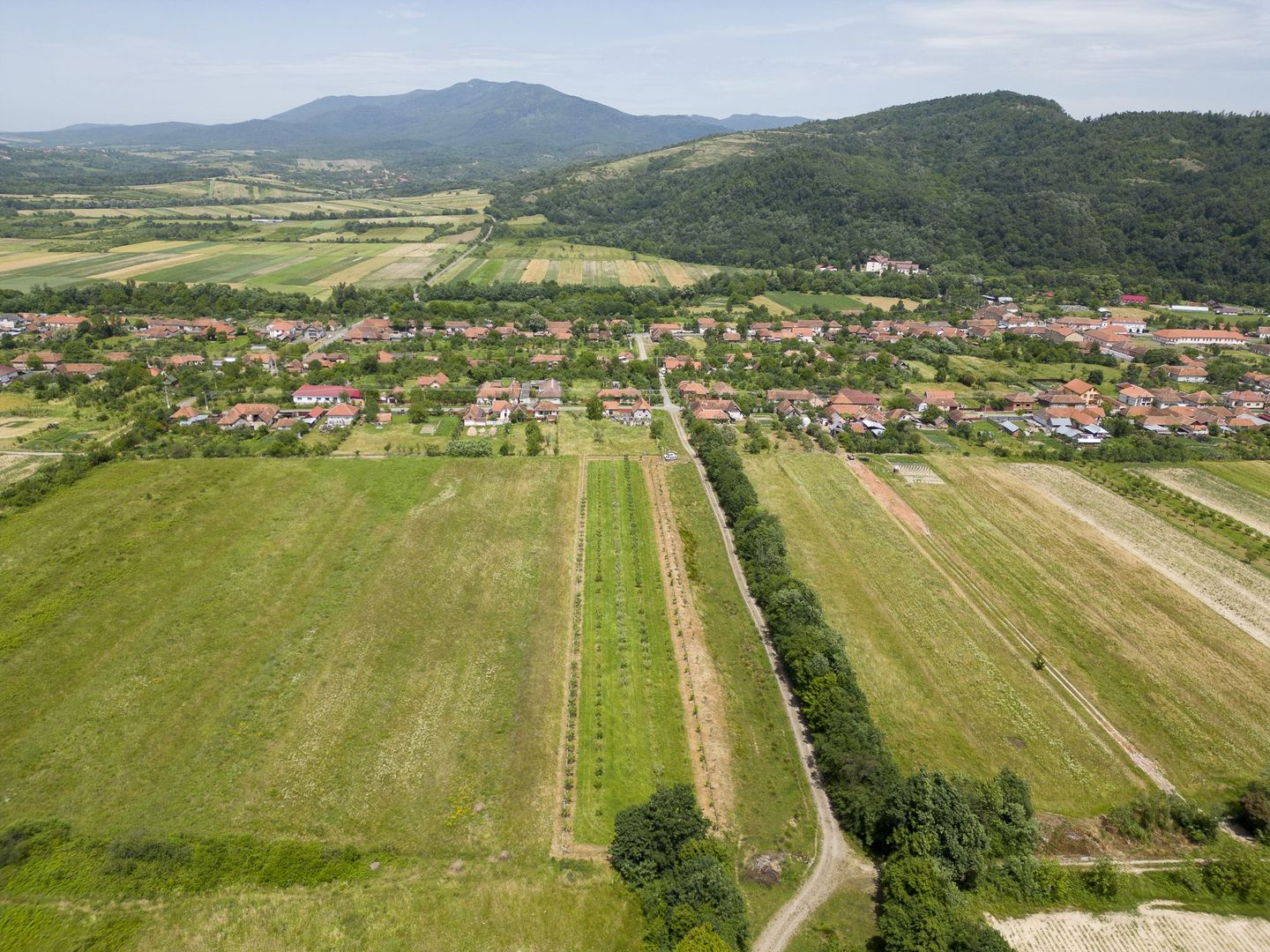 Livadă pe rod cu pomi fructiferi 4780mp la Dezna - Poză 5