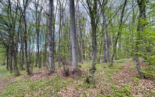 Teren cu suprafata de 10.000 mp I Faget - Poză 4