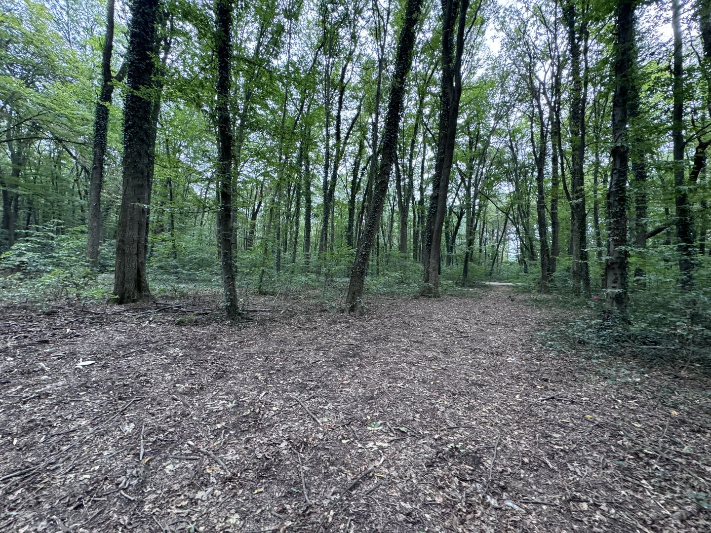 46644 mp teren in Padurea Baneasa proiect exclusivist - Poză 9