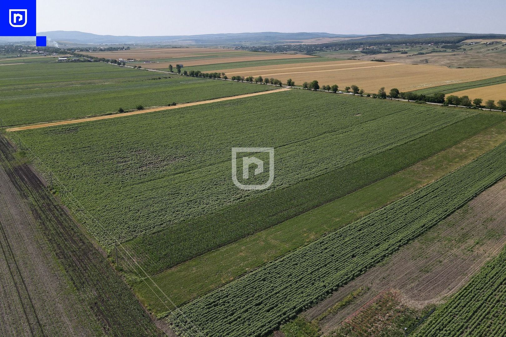 Teren - Orășeni Deal, Curtești | BOTOȘANI | 10.000mp - Poză 2