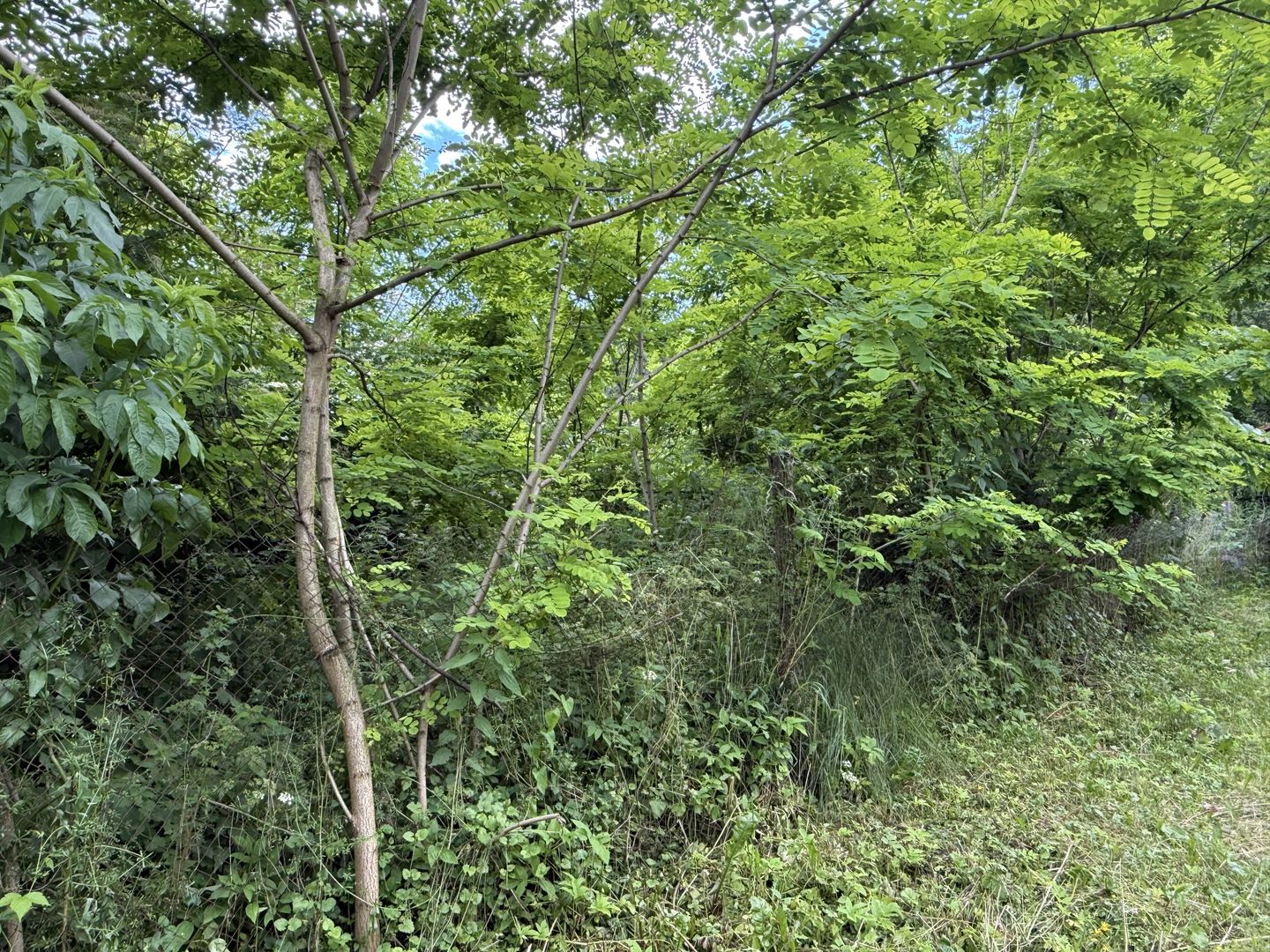 Teren intravilan 683 mp deschidere la strada asfaltata ! - Poză 14