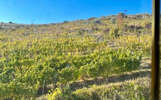 14Ha podgorie, livada pomi fructiferi, si conac 3000mp - Poză 13