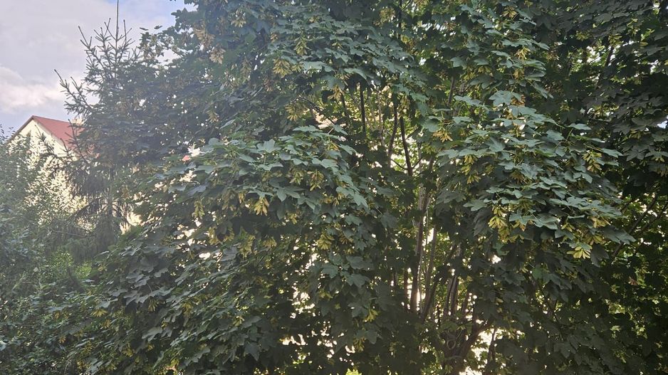 Parcul Trandafirilor, garsoniera in bloc de apartamente, loc parcare - Poză 10