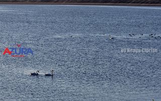 AZURA Imobiliare - Teren Budeasa 250m de Plaja - Poză 19