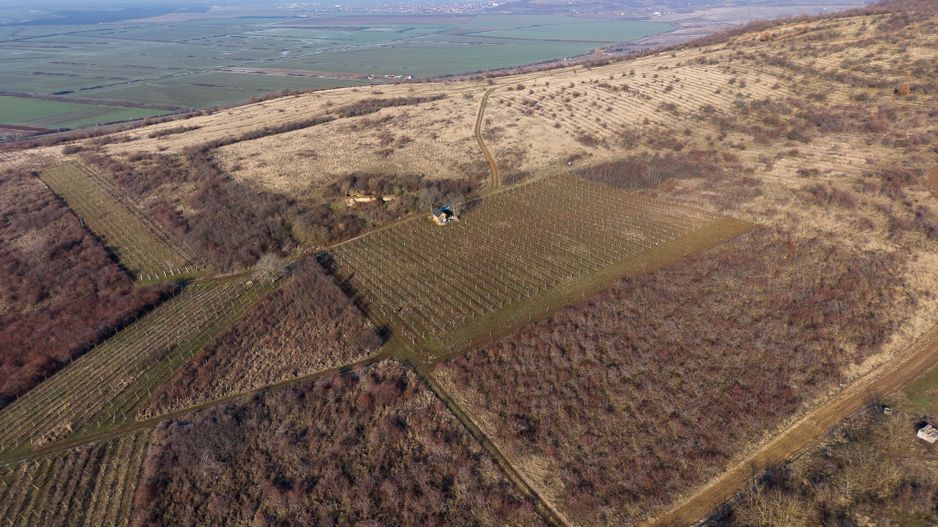 Vita-de-vie Premium  teren de 6800 mp în Covăsinț - Poză 2