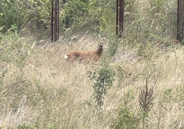 Vila de inchiriat | Silistea Snagovului | Aproape de lac-ponton privat | Jacuzzi - Poză 34