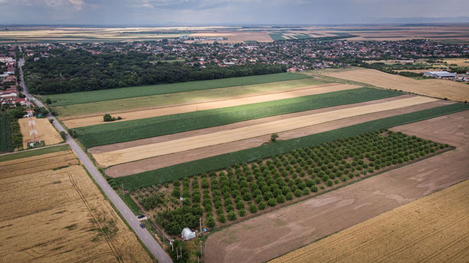 Livadă de nuci altoită și ecologică 2.5ha - Poză 4