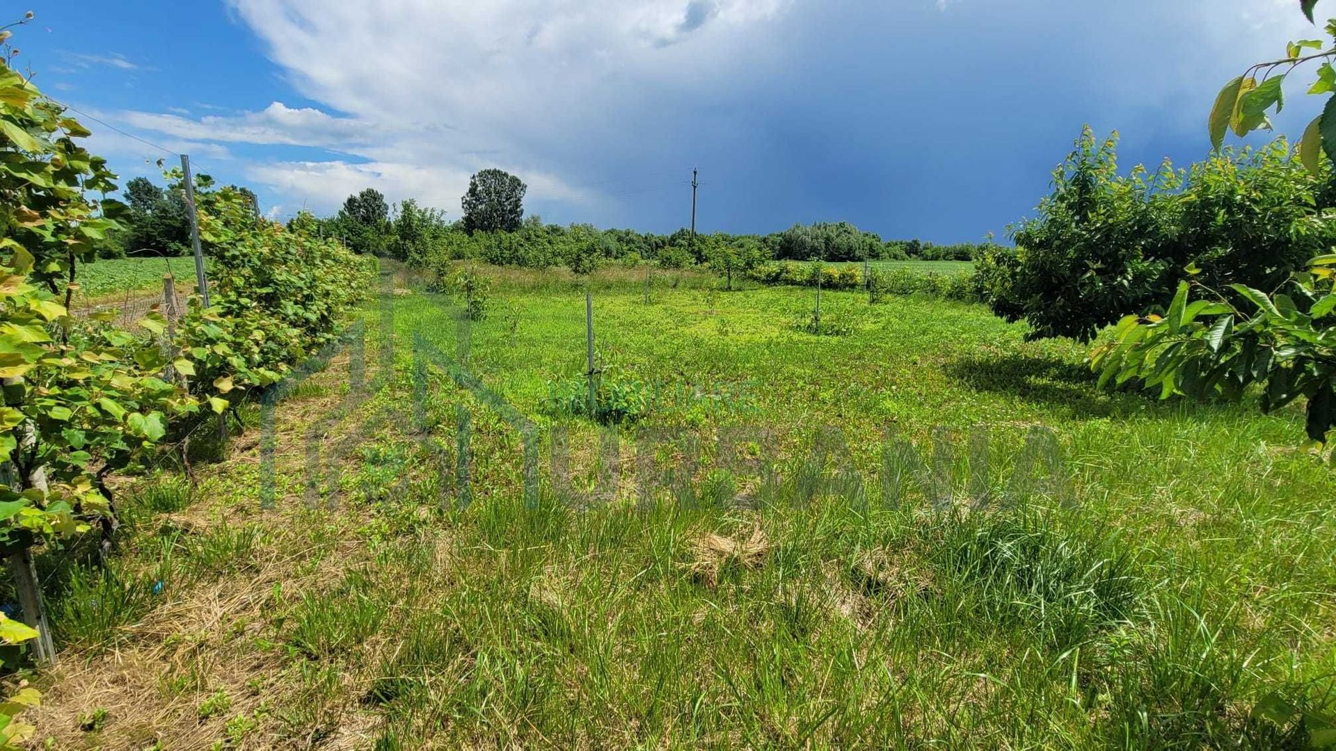 Teren cu vie și livadă, 5442 mp, Contesti (Valea Seaca), Iasi - Poză 6