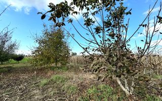 Livada+gradina, teren intravilan 2902mp, Damienesti-Bacau, comision 0 - Poză 14