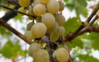 Vila de vanzare in Tunari I Gata de mutat I 4 camere I 5 parcari - Poză 45