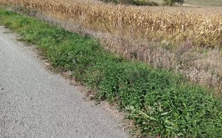 Teren 1,99 Ha la DJ-ideal agricultura, piscicultura, cabane, lac-Teaca - Poză 3