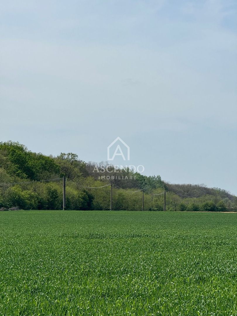 Vanzare teren 7.000 mp – Buftea, zona Tămași | lângă pădure - Poză 2