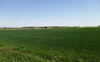 Teren intravilan 5114 mp in comuna 1 Decembrie - Ilfov - Poză 3