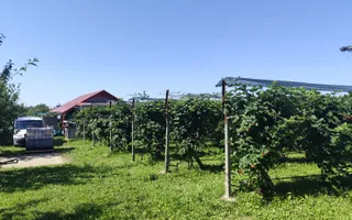 Plantatie de Muri Baicoi 10.000 mp Afacere la cheie! - Poză 14