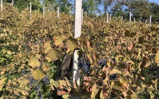 Casă de vânzare în Iepureni, Movileni, Iași - 160 mp, teren 900 mp - Poză 4