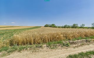 Teren intravilan + extravilan în Remetea Mică - Poză 9