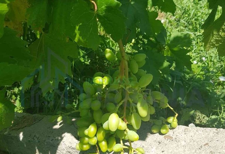 Teren intravilan de vânzare - 6200mp, pădure în apropiere - Poză 16