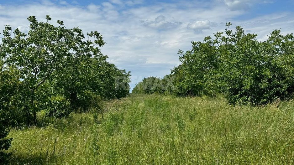 Teren Agricol, 11 HA, Bulăiești, Orhei - Poză 5