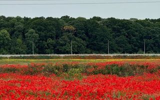 Vanzare teren 7.000 mp – Buftea, zona Tămași | lângă pădure - Poză 3