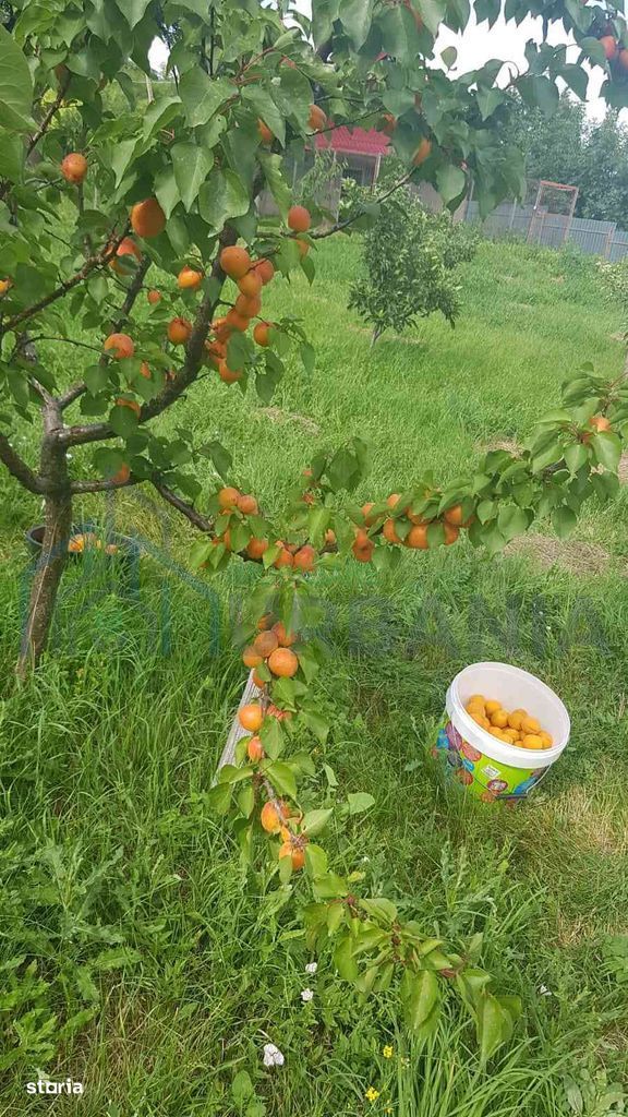 Teren intravilan de vânzare - 6200mp, pădure în apropiere - Poză 11