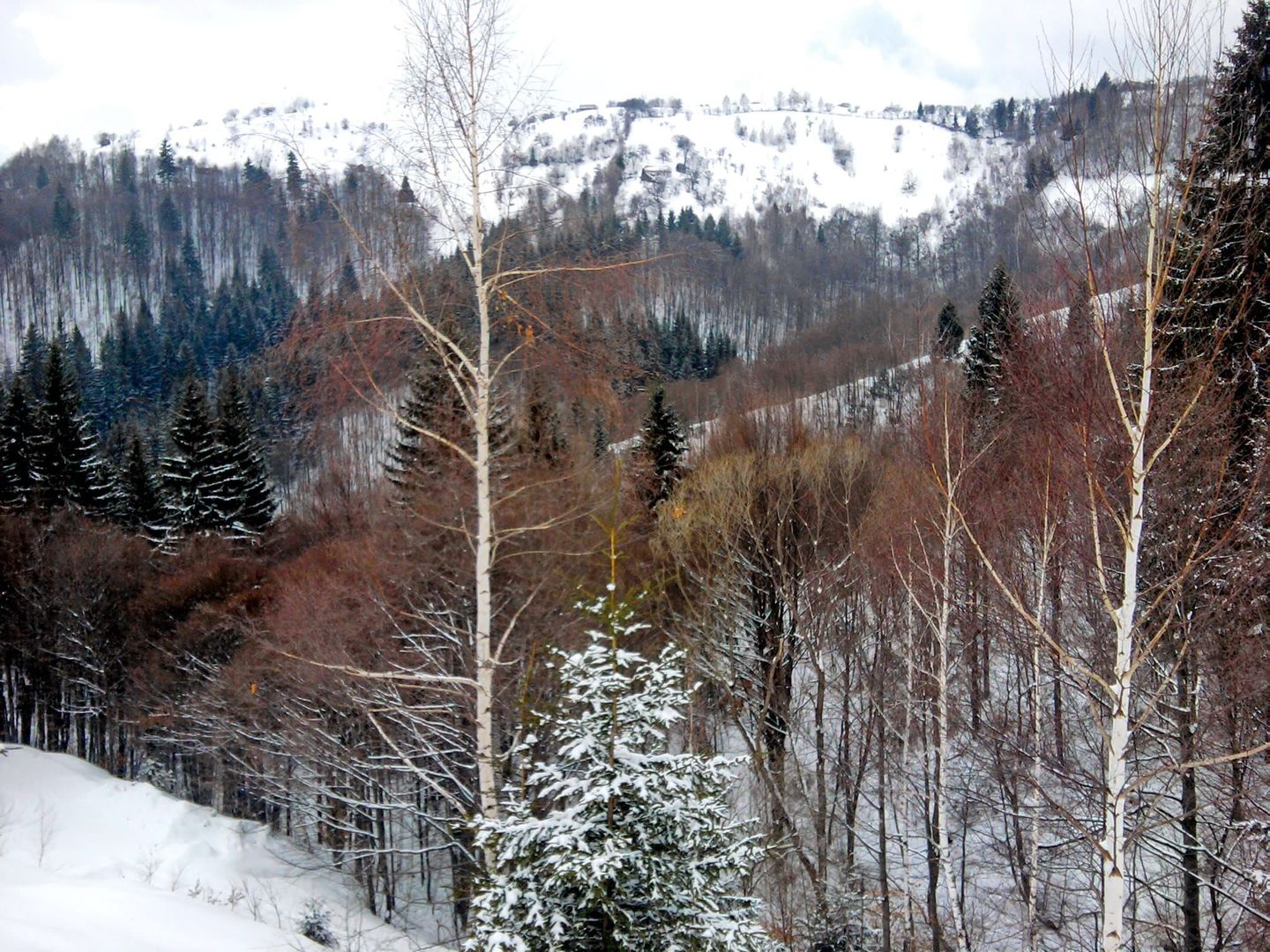 teren intravilan in zona Magura Bran - Poză 15