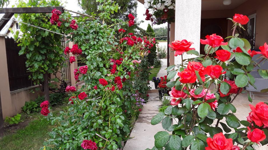 Casă de vânzare | 5 camere P+1 | Teren 553 mp | 2 terase | Clinceni - Poză 27