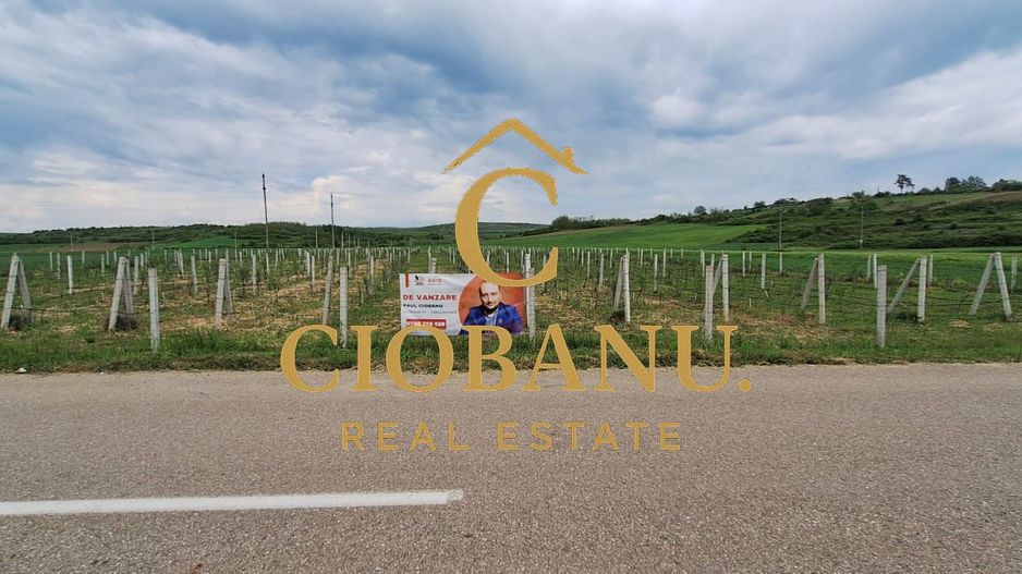 Teren intravilan cu PLANTATIE DE GOJII de vanzare in Racari - Poză 11