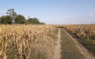 Teren intravilan 5.000 mp în Budăi, Podu Iloaiei – Oportunitate pentru dezvoltatori - Poză 2