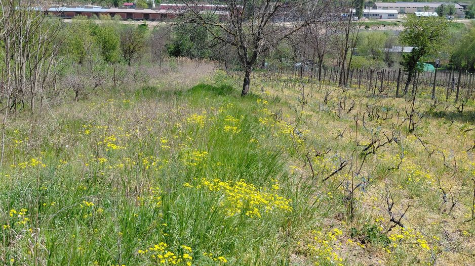 Teren intravilan 3.250 mp în Filești – Ideal pentru casă sau investiție! - Poză 22