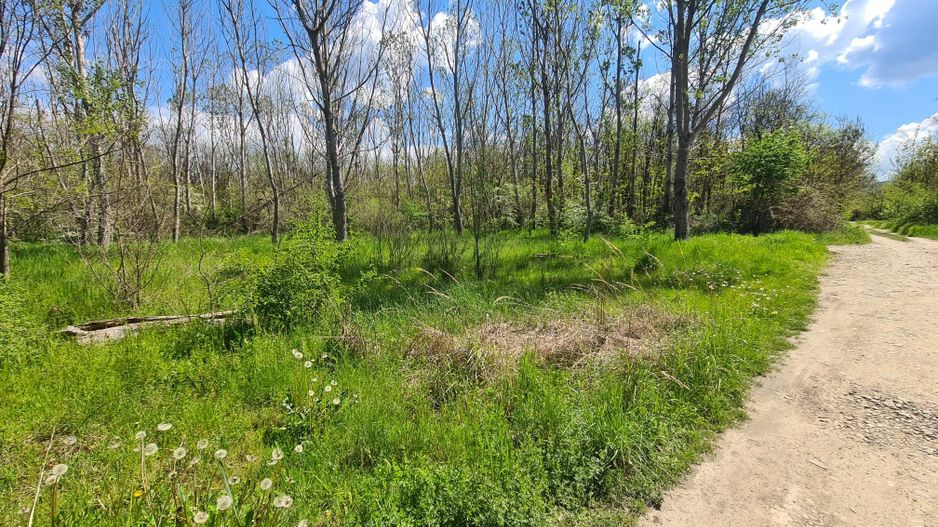 Teren de vanzare / Dem Radulescu - Poză 2