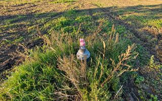 4,85 HA CU DESCHIDERE DE 300 M LA TRASEU | CRIULENI – SLOBOZIA-DUȘCA - Poză 8
