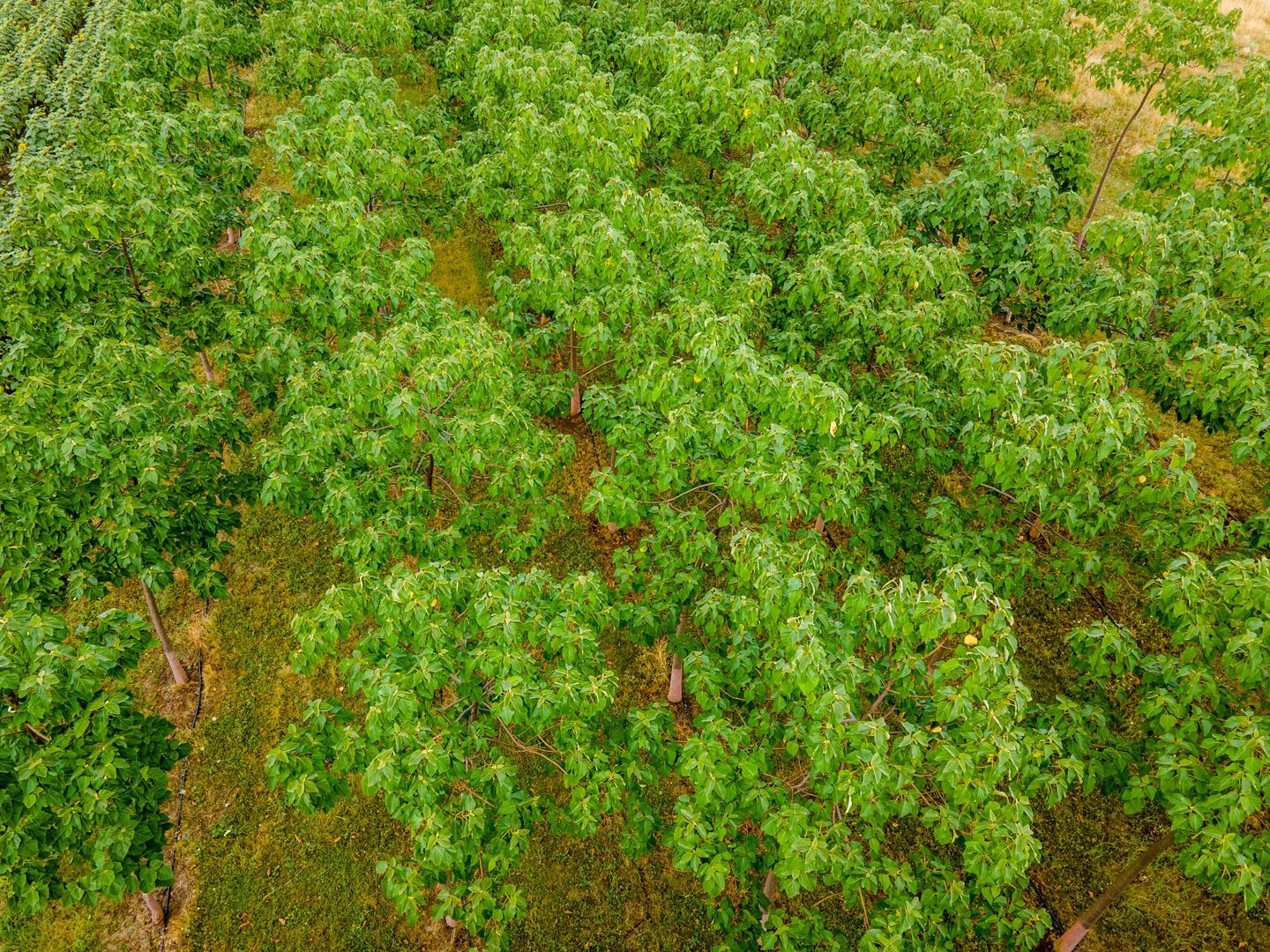 Teren cu plantație de arbori Paulownia, 1.25 ha - Poză 7