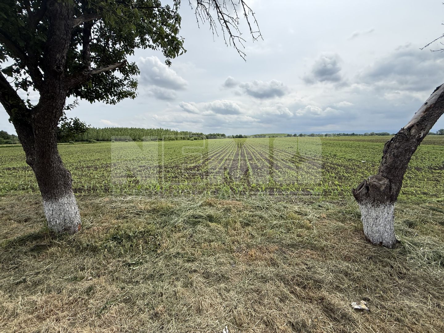 Teren extravilan de vânzare | Satu Mare, județul Suceava | 3.750 mp - Poză 2