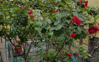 Casa cu teren zona Mărțișor langa parc Lumea Copiilor Brâncoveanu - Poză 4