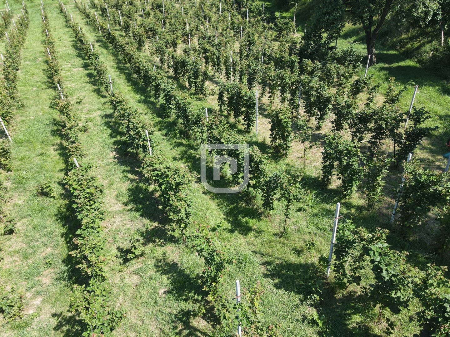 Ferma agricola, plantatii de mure, trandafiri, vita-de-vie - Poză 3