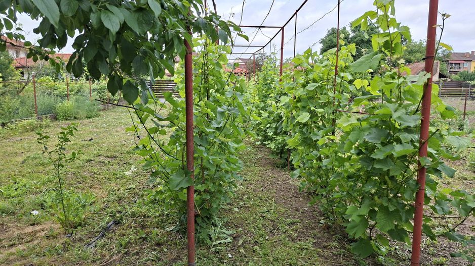 BRASADAS vinde casa individuala 8 cam 8.6a zona Baritiu. - Poză 25