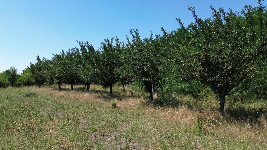 Teren cu livadă – 9.000 mp –la 400 m de ieșirea din Chișinau Cris - Poză 10