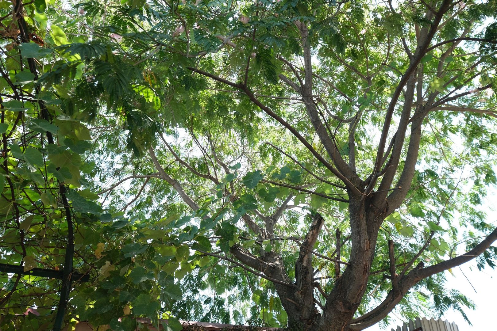 LACUL TEI - Tei Toboc, imobil teren 200 mp. plus casa din caramida - Poză 20