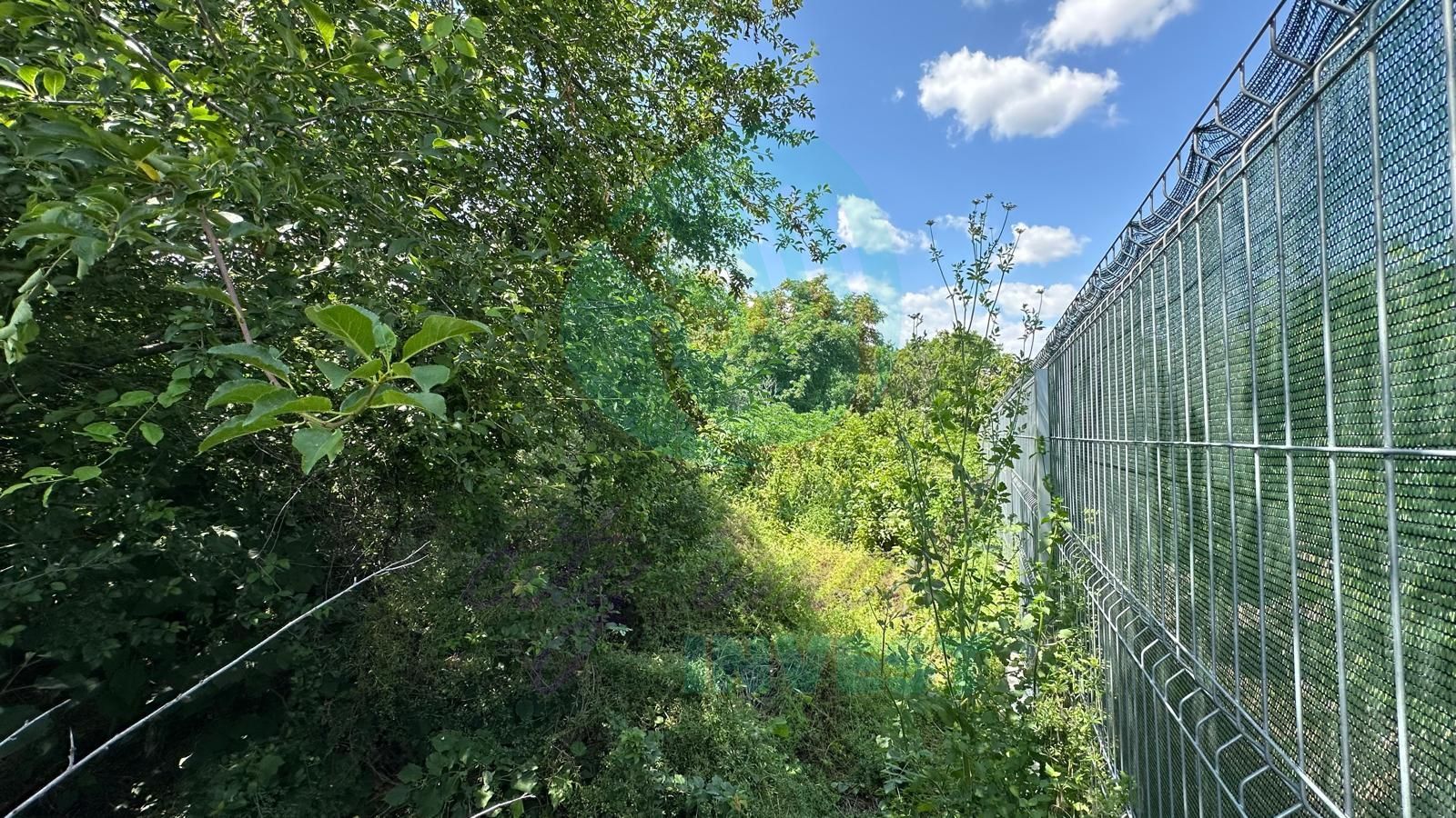 Teren 16534 mp pentru dezvoltare rezidențială, Siliștea Snagovului - Poză 6