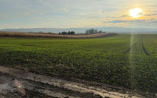 TEREN EXTRAVILAN | E85 | 126.000EURO NEGOCIABIL | - Poză 5