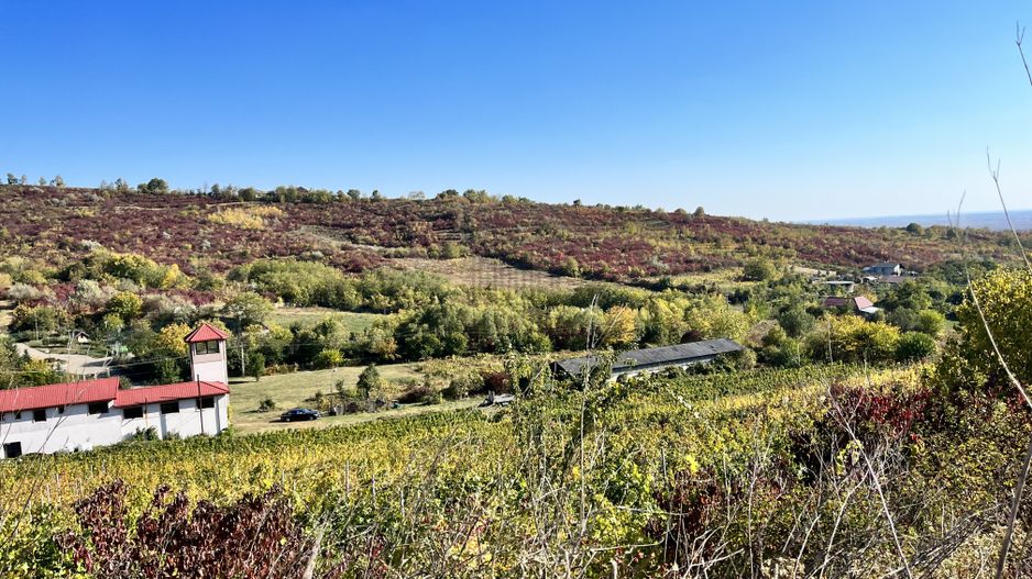 14Ha podgorie, livada pomi fructiferi, si conac 3000mp - Poză 5