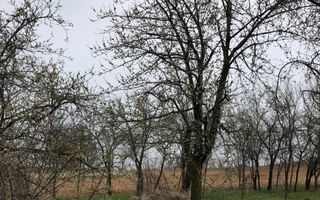 Casa cu teren 27 arii Pir - Poză 8